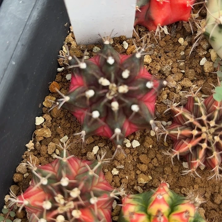 249-0614泰国发货多肉