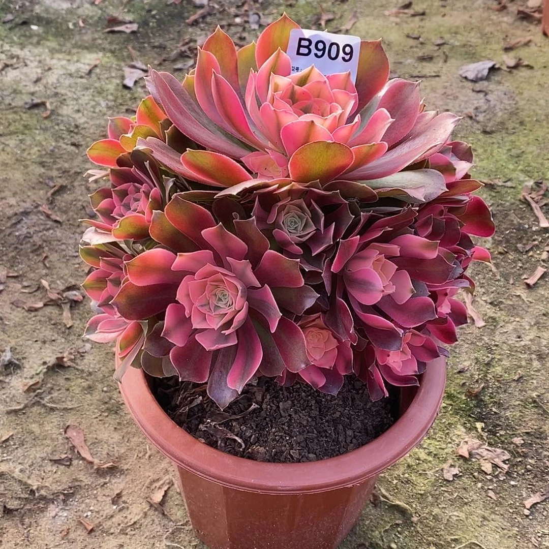 香妃多肉植物909