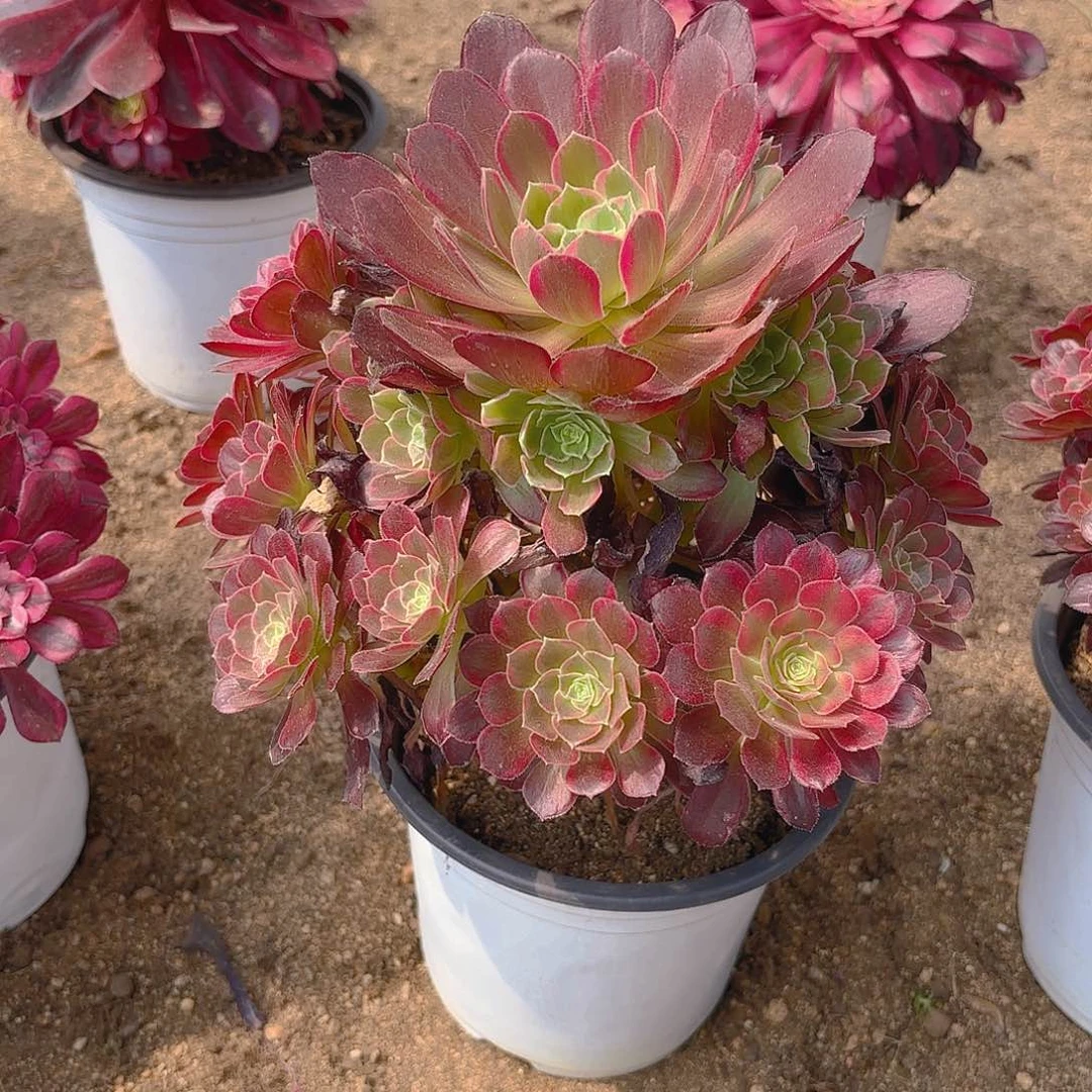 安娜多肉植物手捧