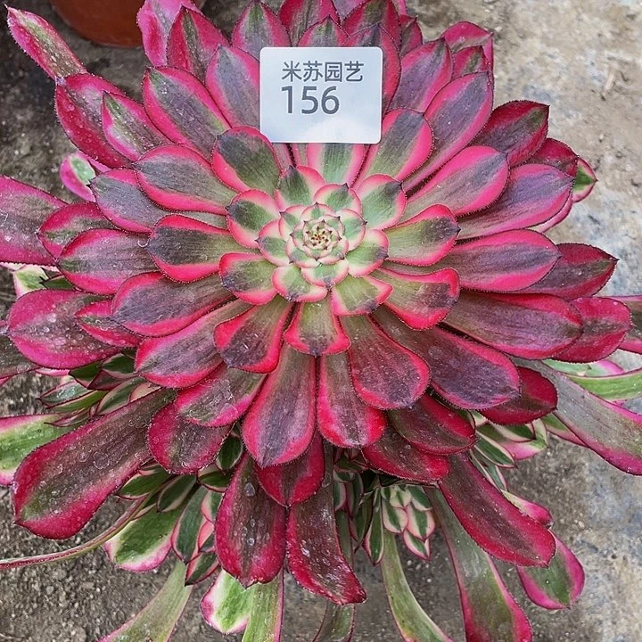 虎*156多肉植物的生长
