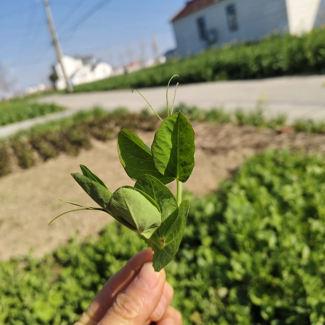 【豌豆苗3斤】露天霜冻嫩豌豆苗豌豆尖顺丰包邮