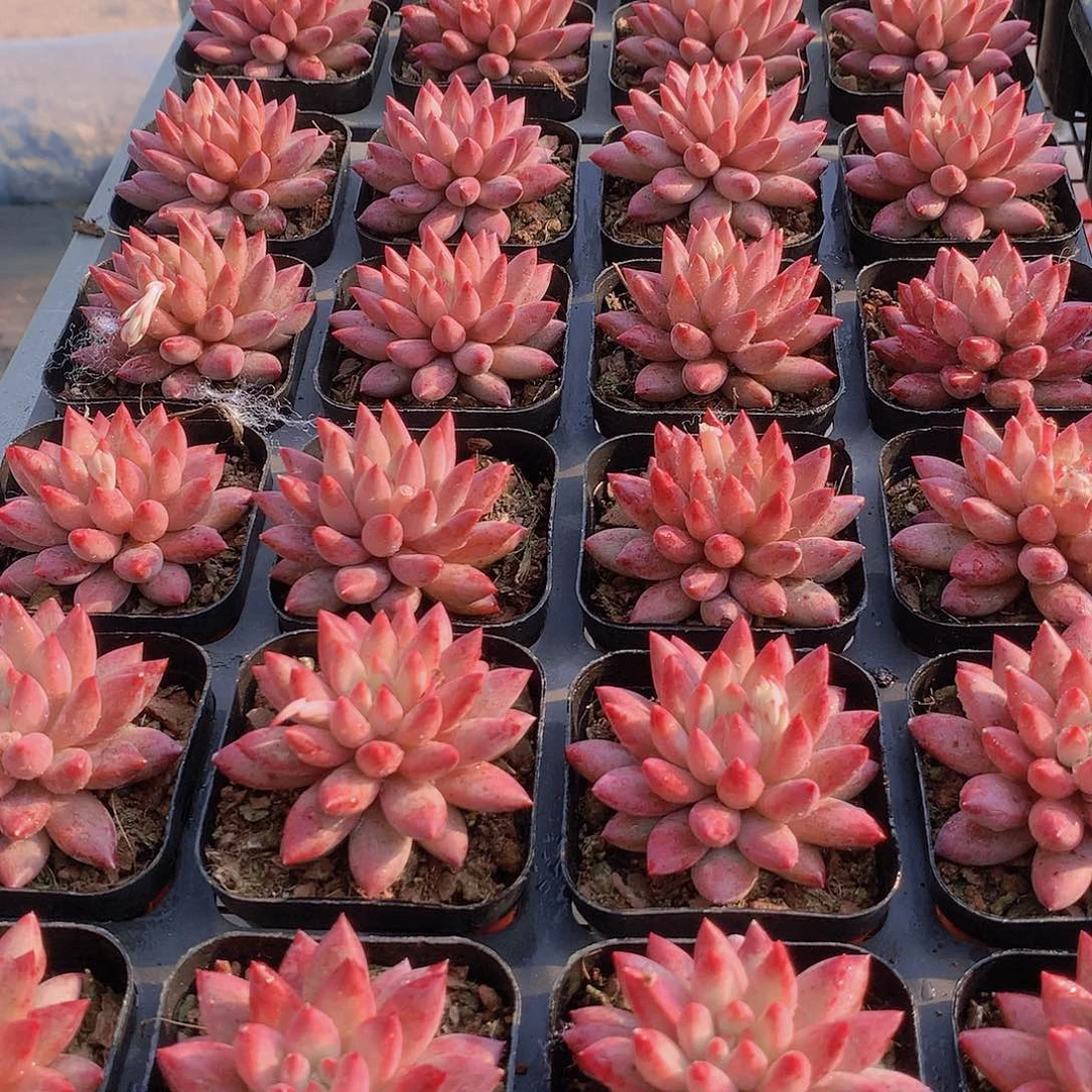 虞美人2245678999000