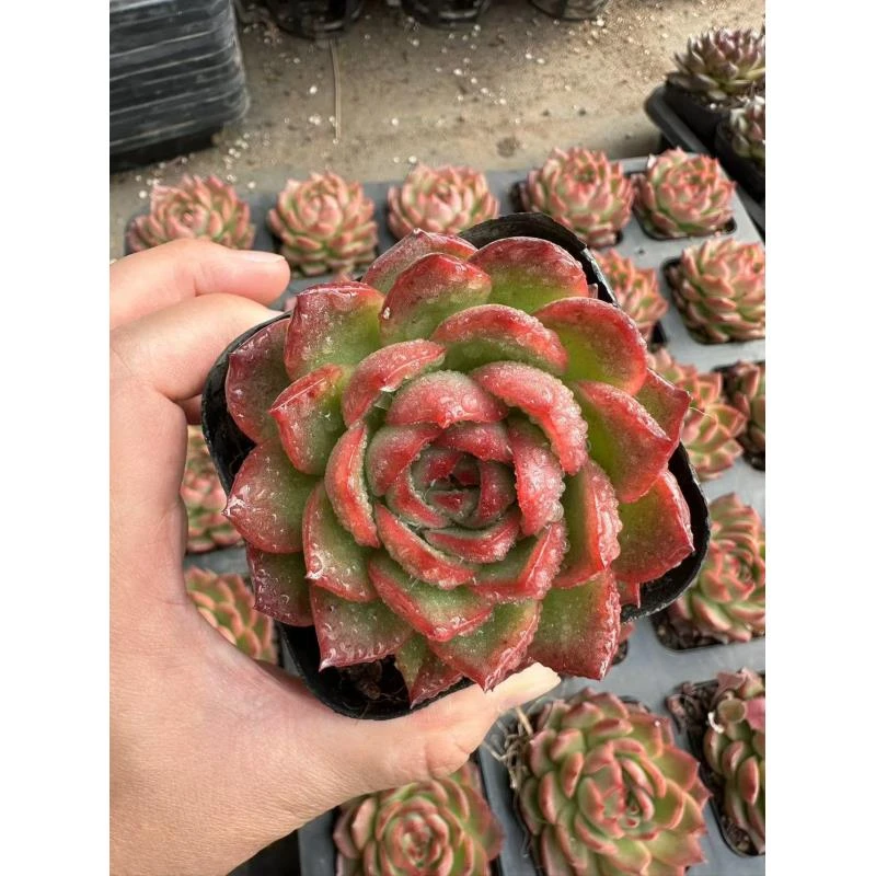 7#如意多肉植物     前男友精品多肉