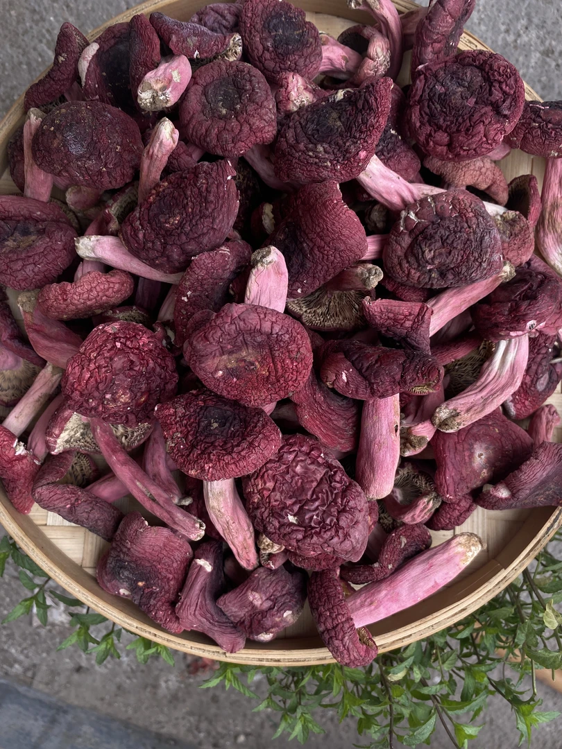 （2025年浪水新菇高货标菇）正宗广西浪水高山蓝底红菇