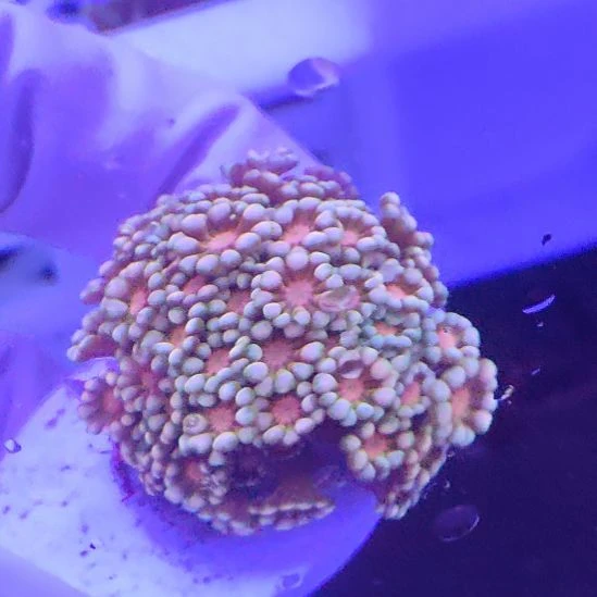 智海海洋珊瑚馆 竞拍链接