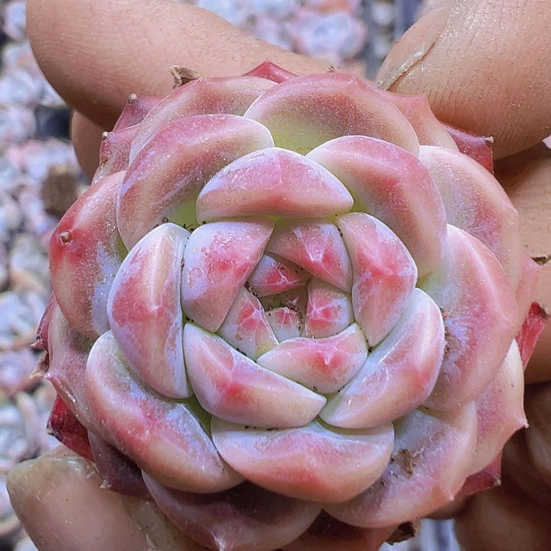 圆体琥珀3个19包邮