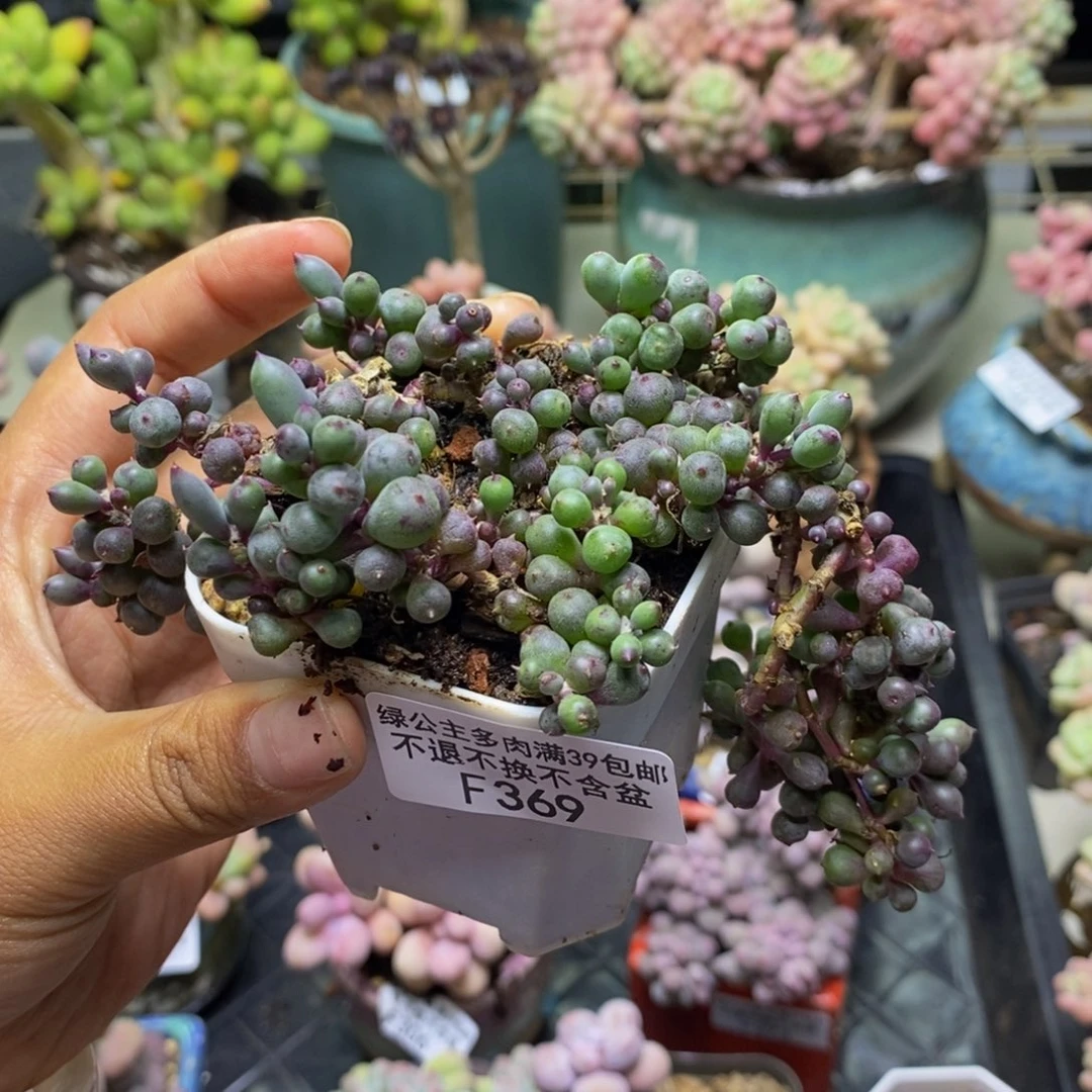 369紫泡泡多肉9c m