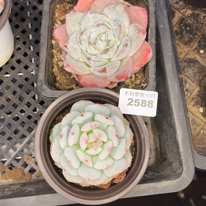 阿雅园艺。         2588