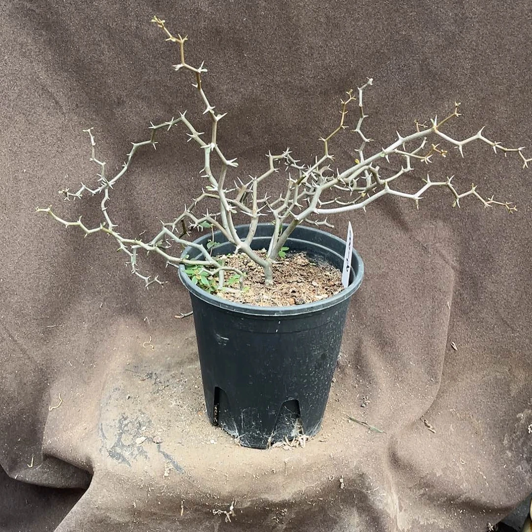 潮流植物弯曲龙，树型，C808