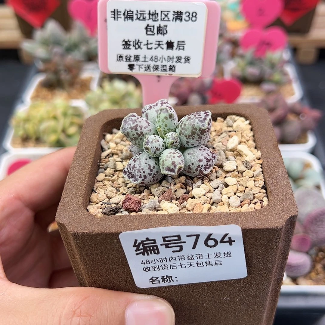 言*儿764达摩海豹多肉