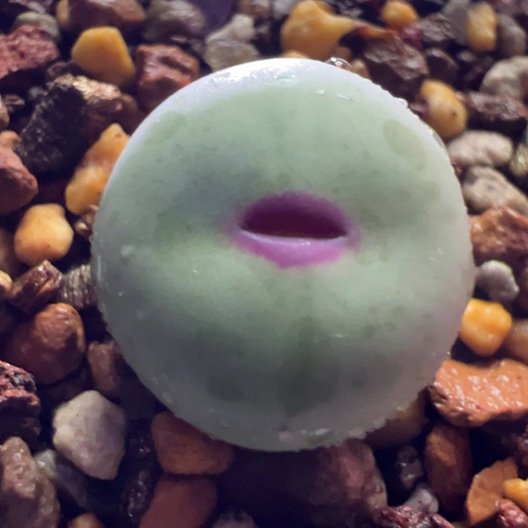 1152，歌姬，肉锥植物