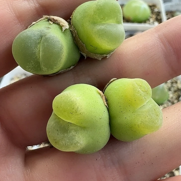 老马生石花双头o泡1431