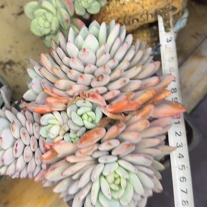 多肉植物一物一拍星星橙759