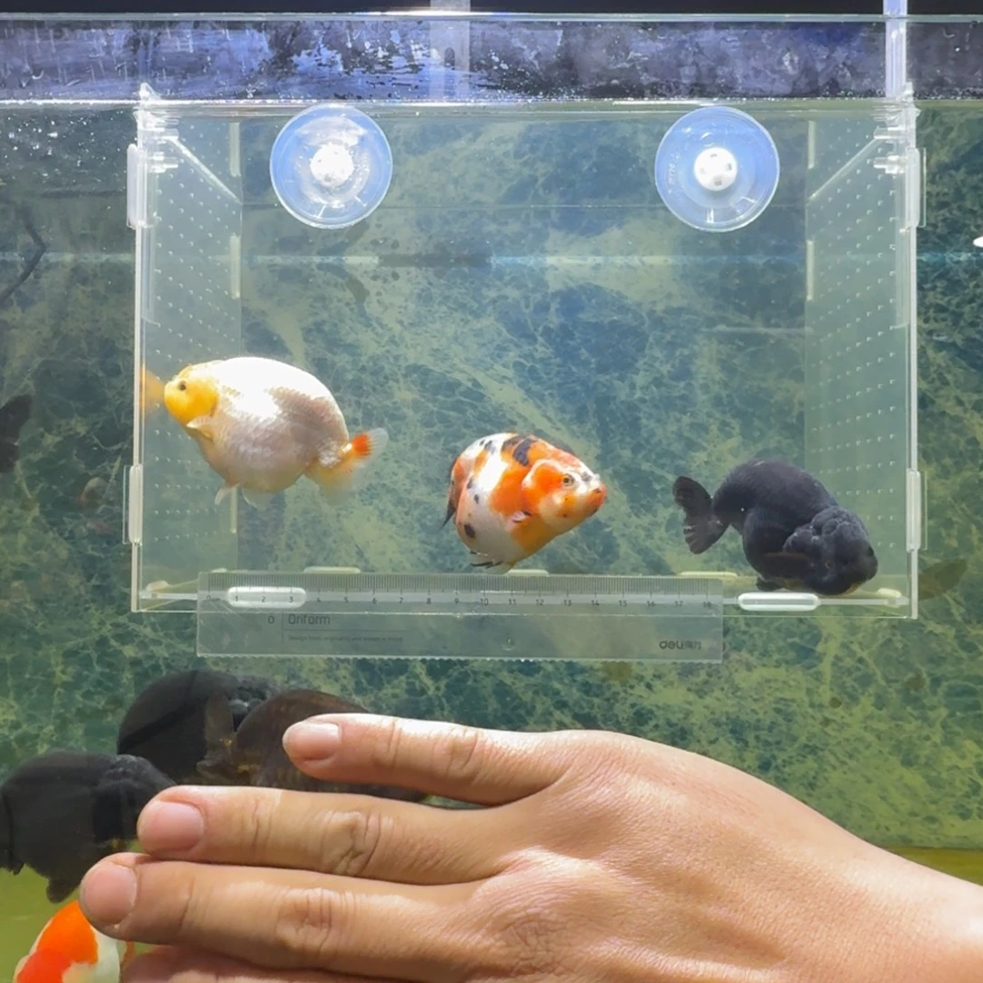 龙睛金鱼兰寿金鱼冷水常温