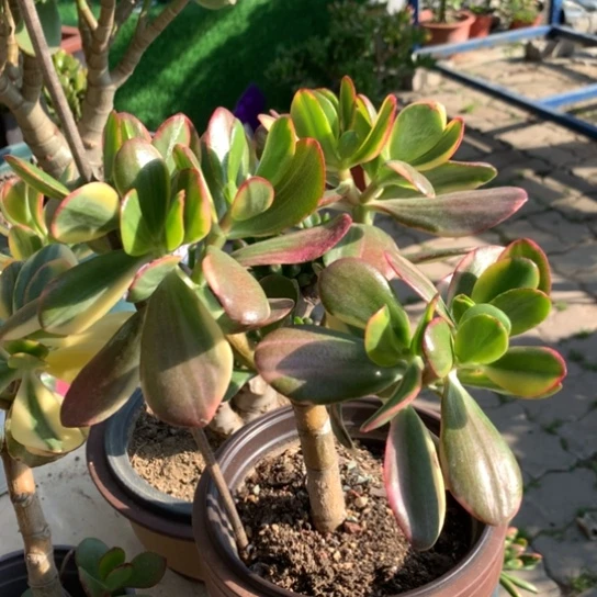 630老花脱土发货