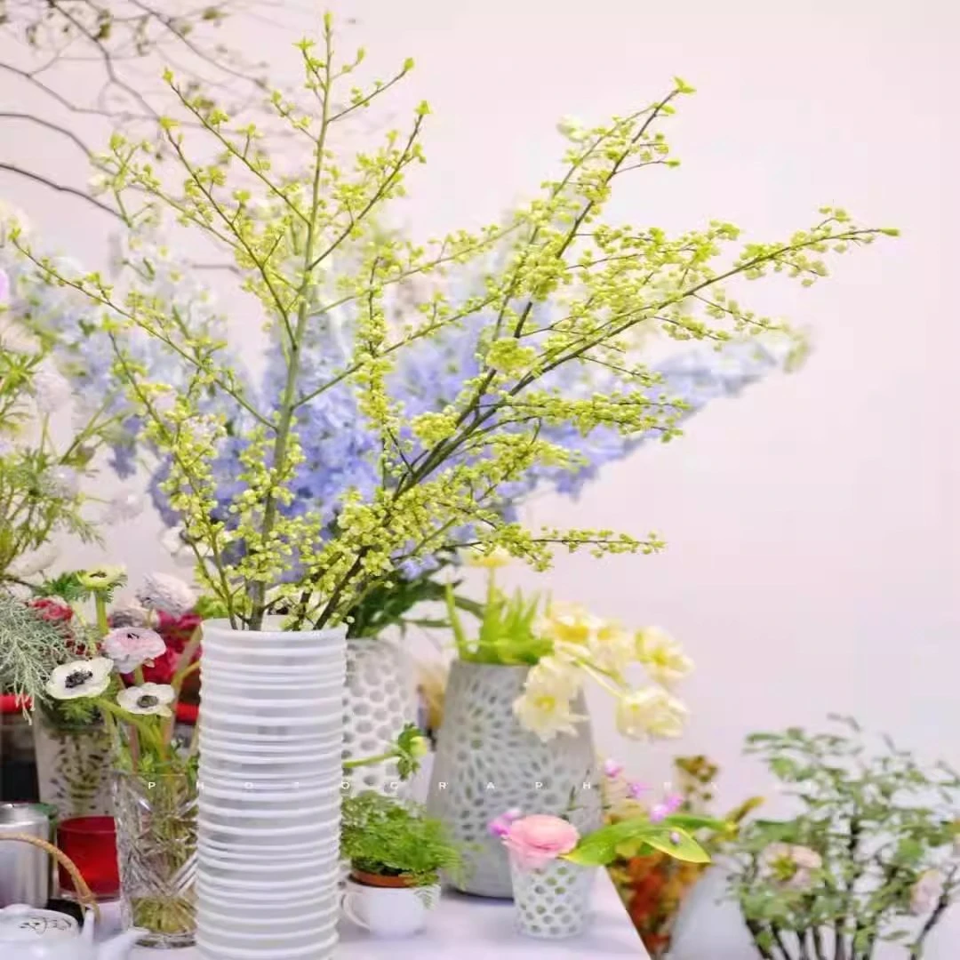 山姜子年宵花发财果山归来马醉木青松美男树吊钟平替鲜切绿植