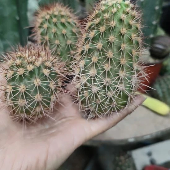 仙人球toe虾福利三个