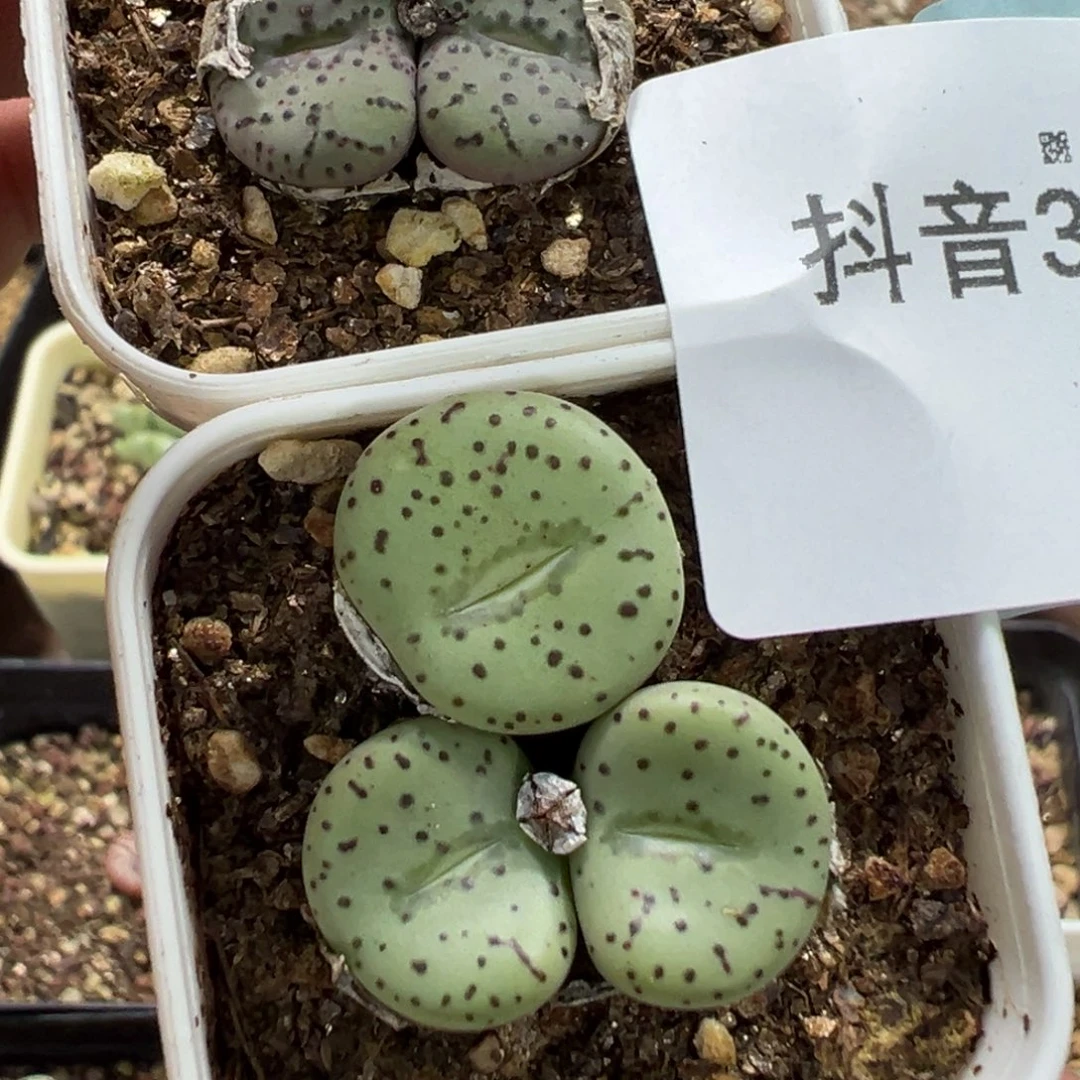 小***朵31-48肉锥多肉植物