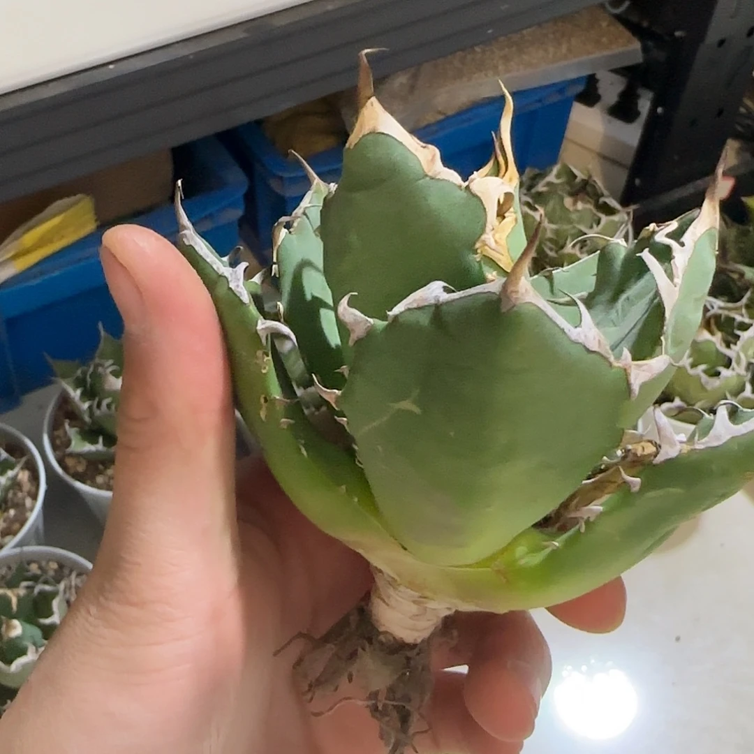 三叉戟龙舌兰1111111111