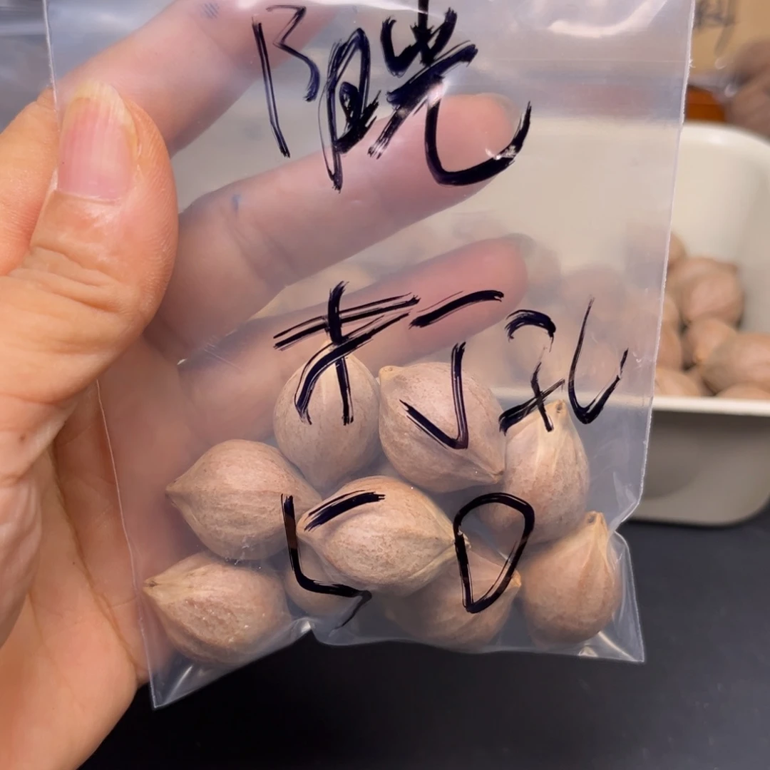 阳***光橄榄核手串/手链1111