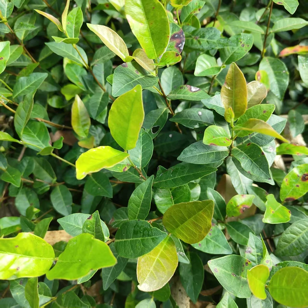 新鲜络石藤白花藤络石草石龙藤爬山虎现采现发藤蔓蚂蝗植物盆景