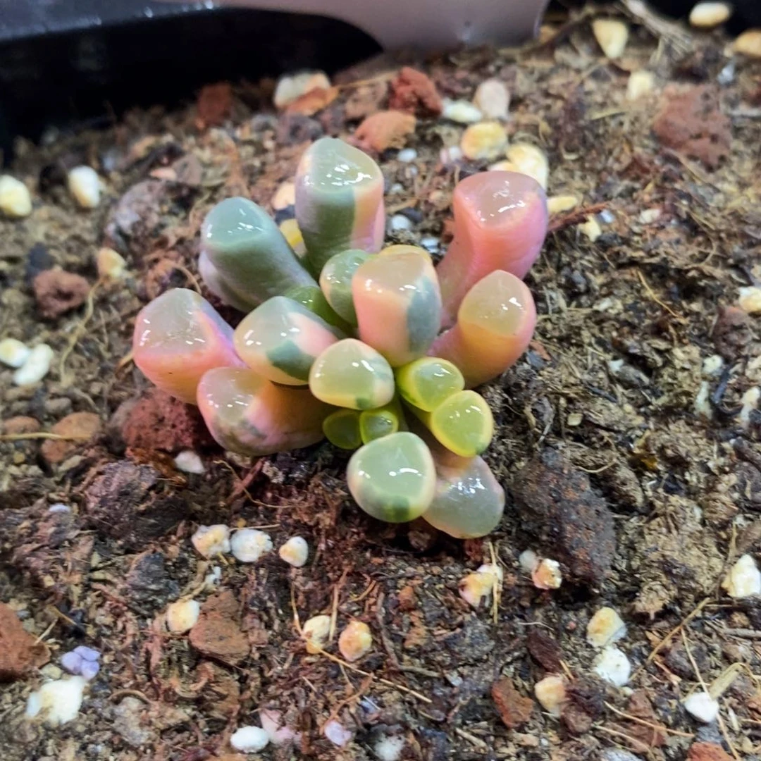 花*子花朵子 多肉植物