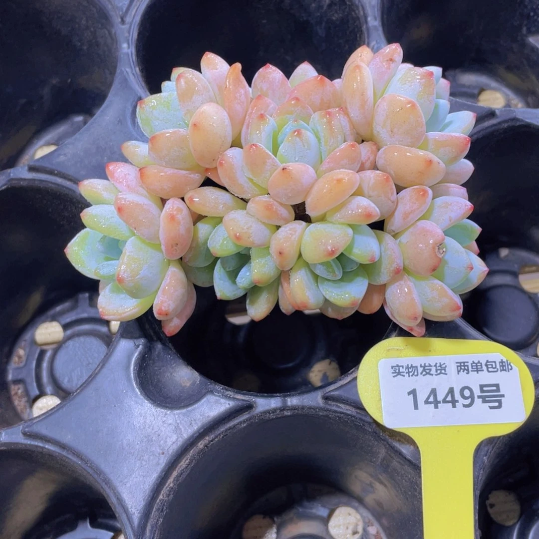 1449号 老桩母本丸叶大冷香