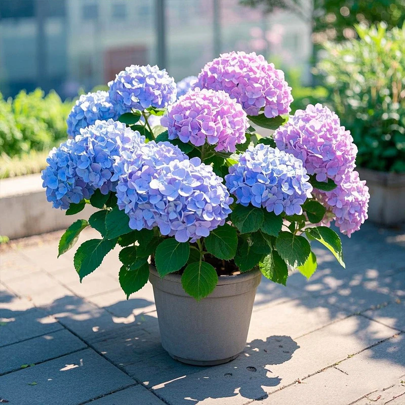 【多品种】绣球花苗盆栽大花带花苞无尽夏万华镜四季开花好养易活