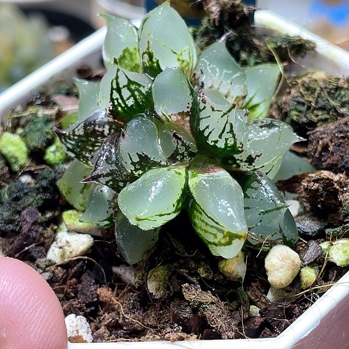 526坠化冰皇特选福利