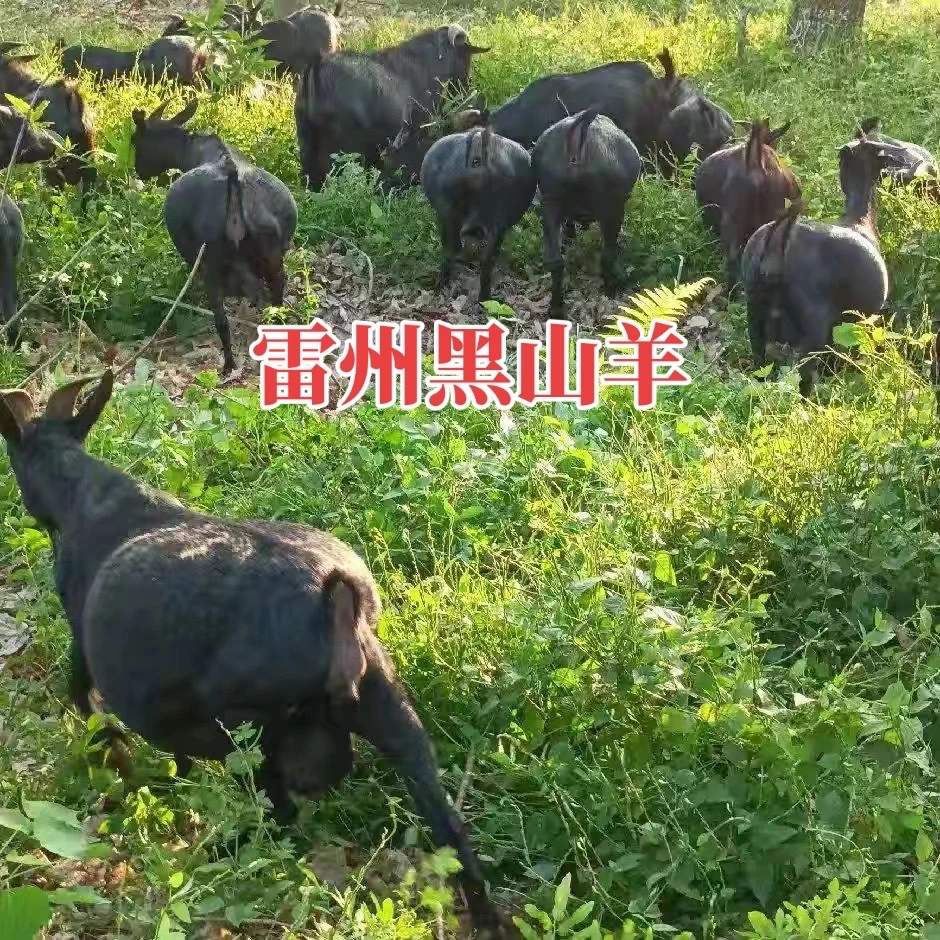雷州黑山羊【阉羊】