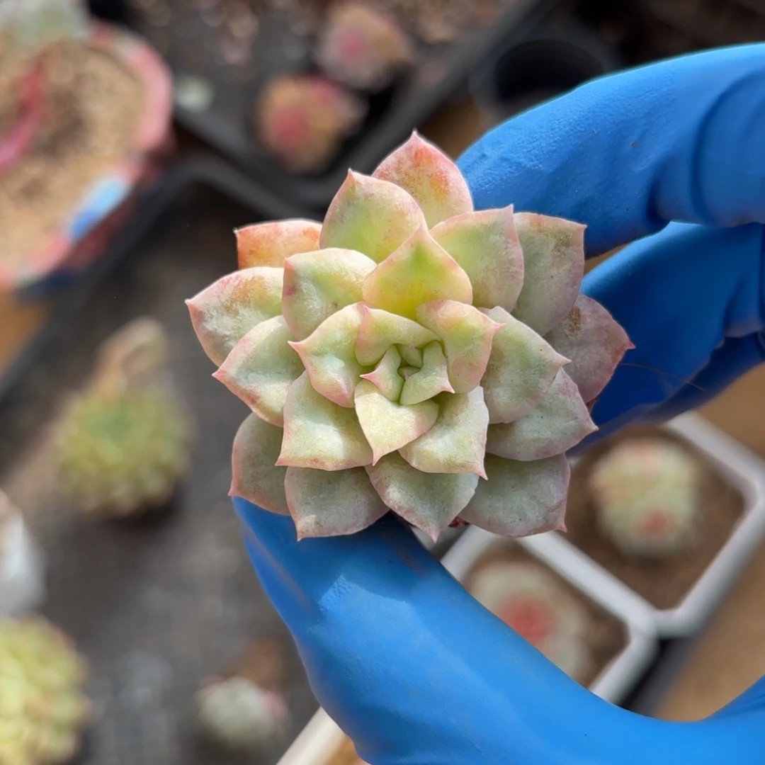 小泡泡纱一物一拍