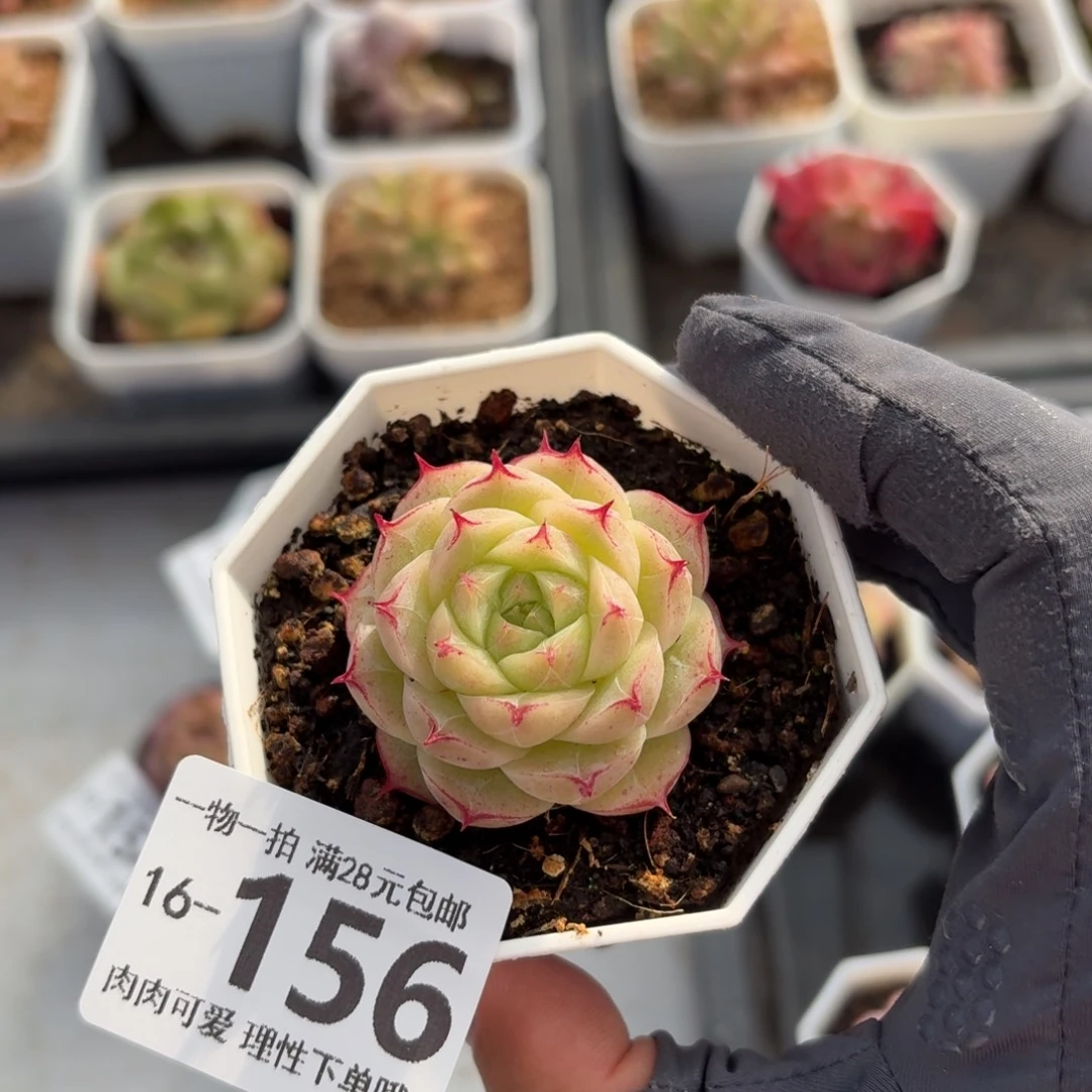 莲华无盆土发货无