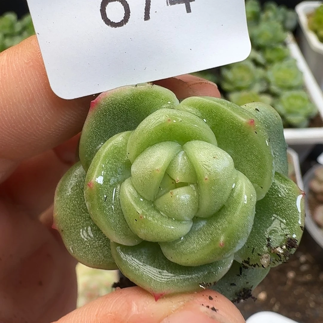 一物一拍一物一拍917-674