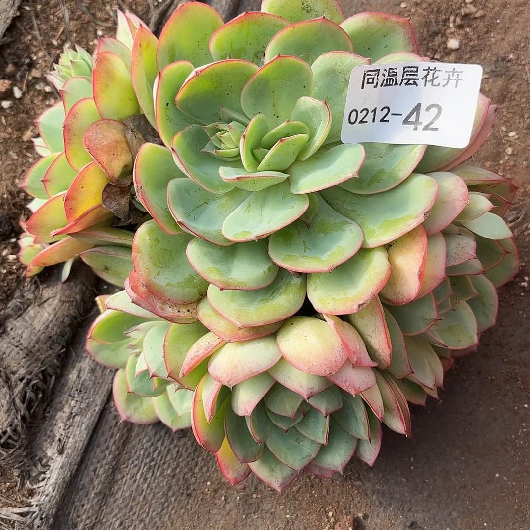 同温层多肉42牡丹亭