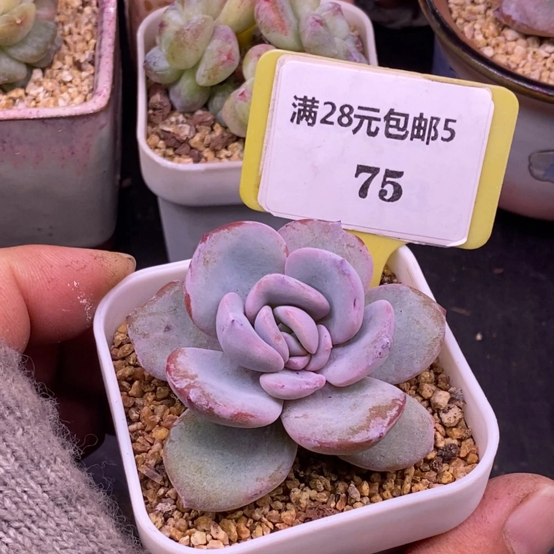 575奶茶单头福利…………