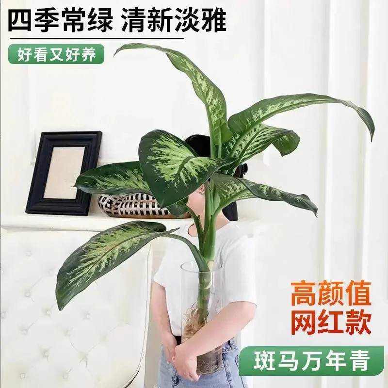 水培植物大王斑马万年青盆栽大叶水养绿植家居摆放网红绿植好养护