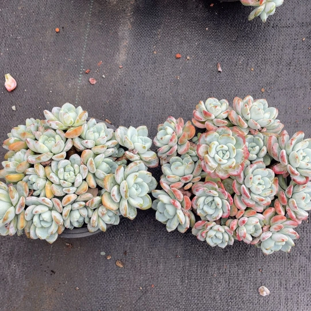 冷香两个一组清台子