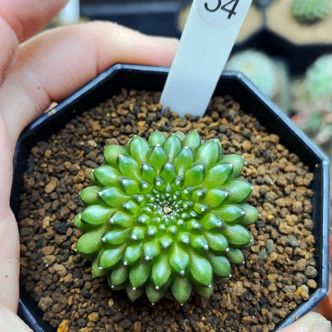 非偏远地区满25包邮仙人球