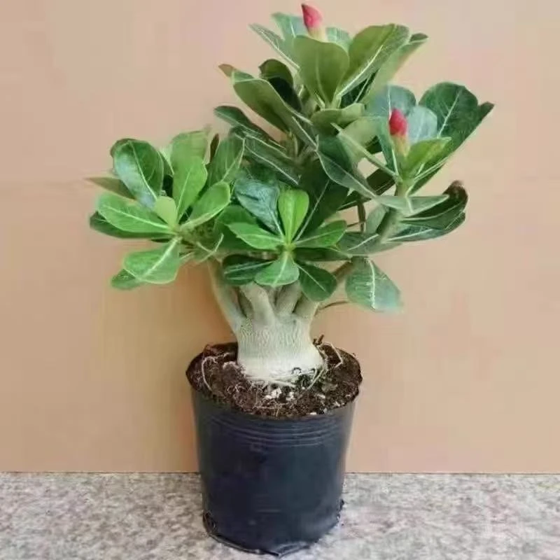 重瓣沙漠玫瑰盆栽四季开花懒人老桩耐热耐旱庭院阳台好养植物