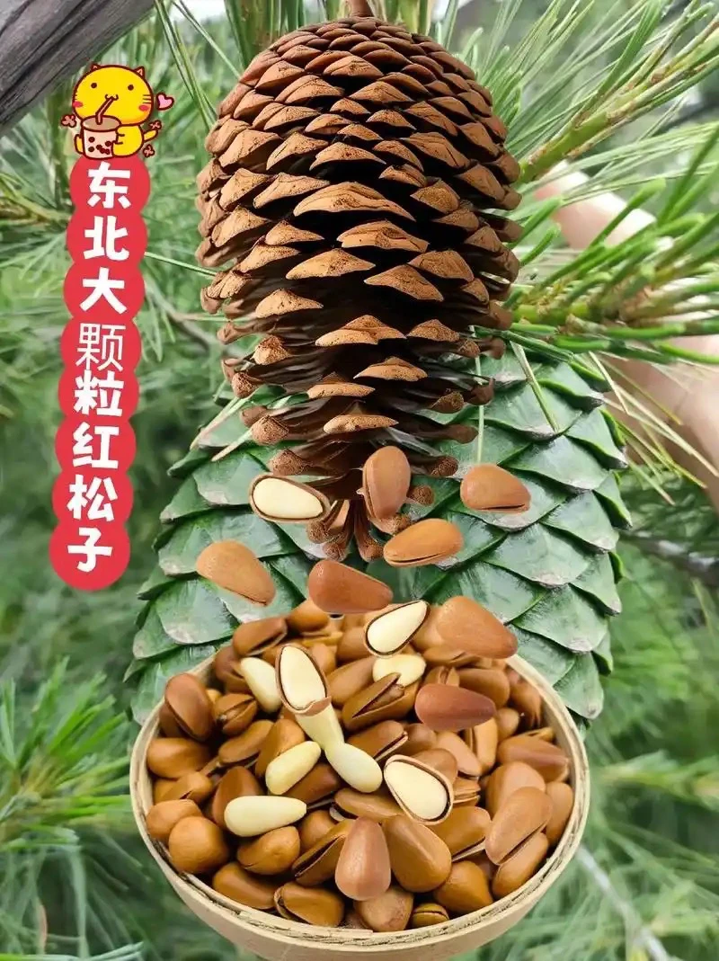 长白山脚下 大颗粒饱满松子 原生态 纯天然 口感醇厚