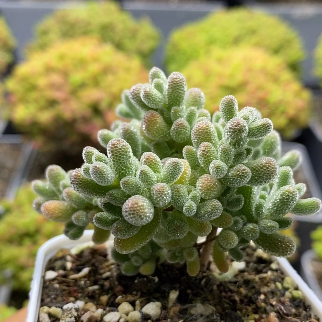 优选冰晶6321枝干番杏