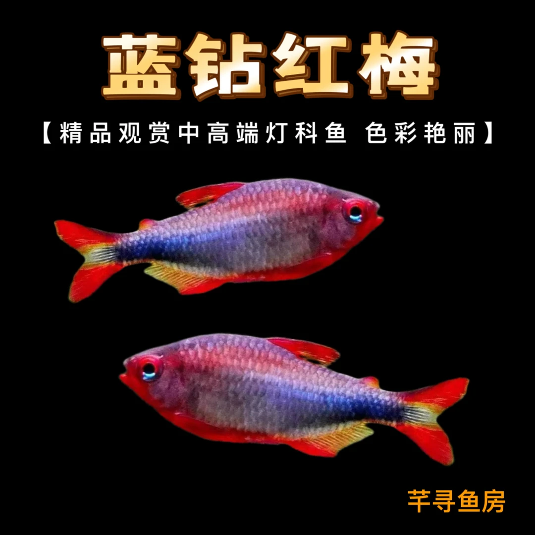 F1蓝钻红梅灯鱼野血等小型热带观赏鱼淡水活体草缸群游鱼
