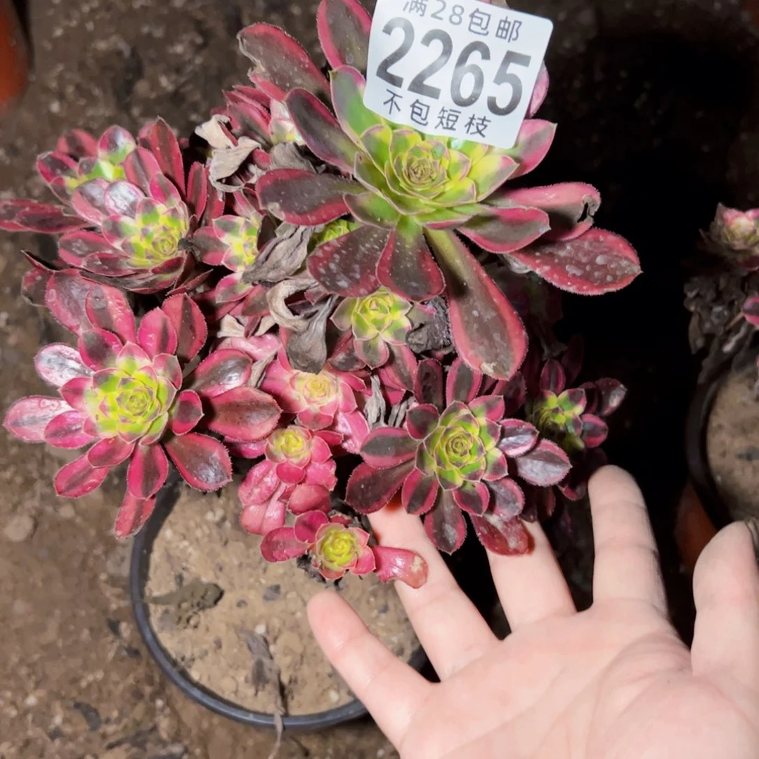 2265冰淇淋多肉植物2265