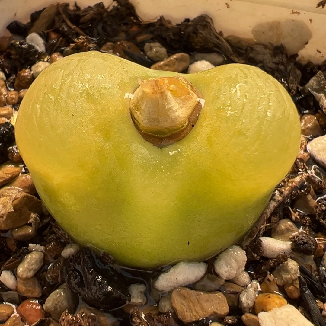 031多肉植物种类多样