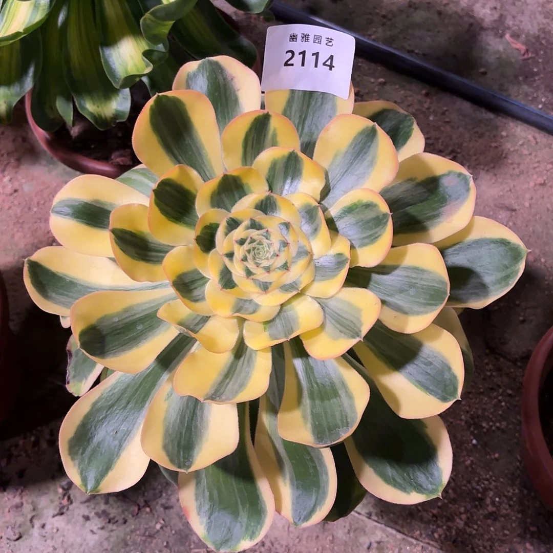 多肉法师王菲君美丽2114