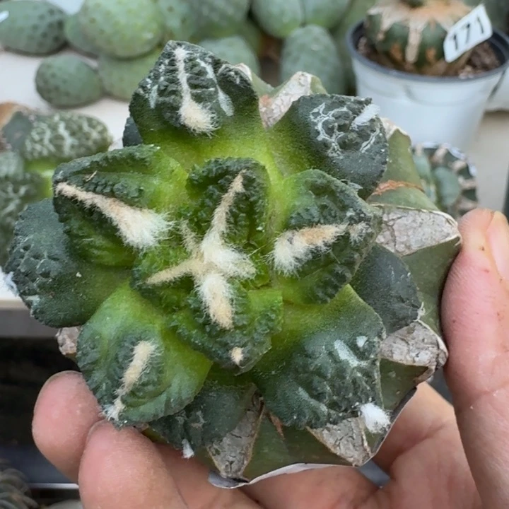 【闪购商品】无花朵用****0龟甲牡丹890