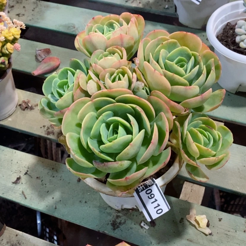 【闪购商品】静*淘碧桃09110