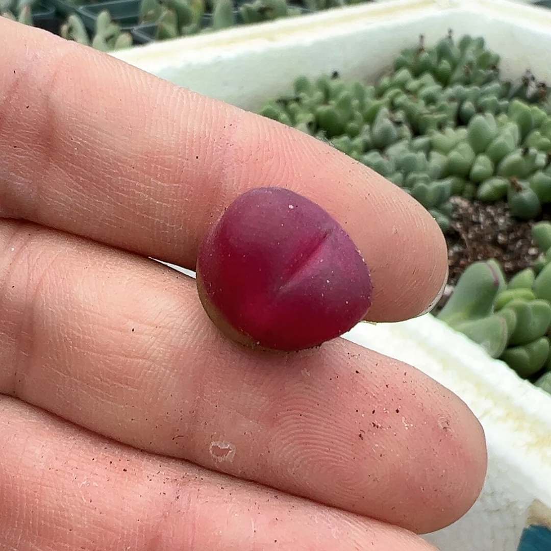 ꒰****꒱多肉肉锥 毛汉尼