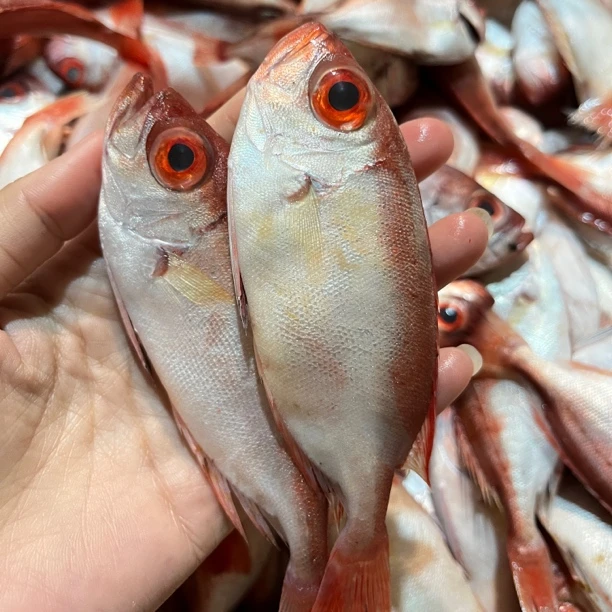 广东汕尾海捕小红目连，煮汤