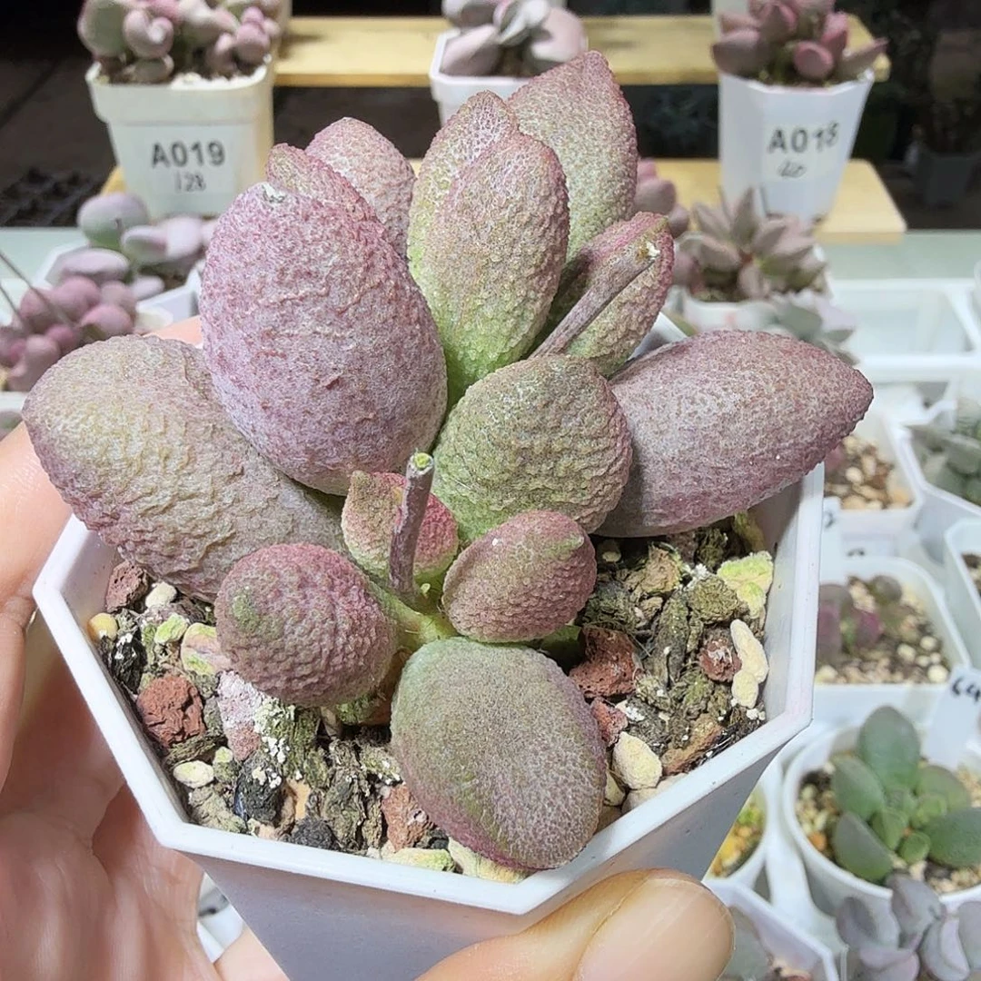 服部水泡多肉植物